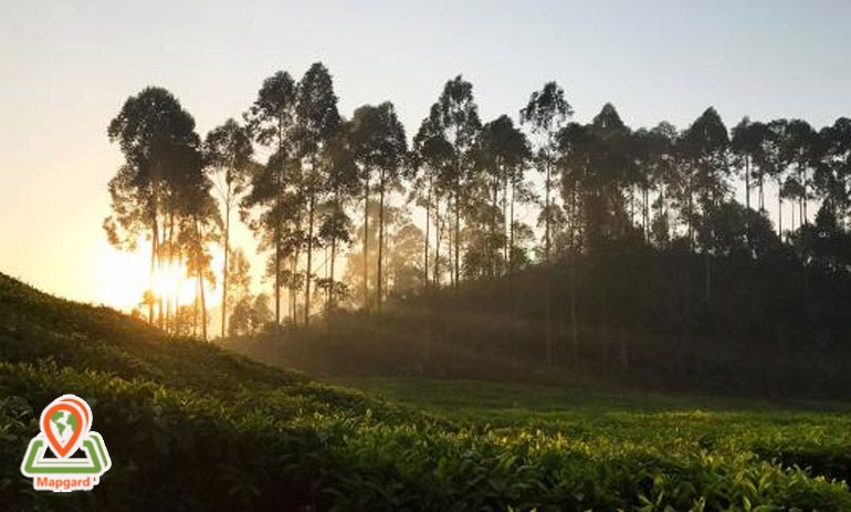 جنوب غربی رواندو (Rwanda)