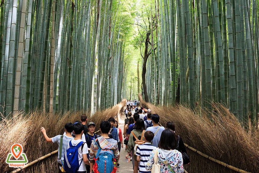گشت و گذار در جنگل بامبو آراشیاما (Arashiyama)، ژاپن1