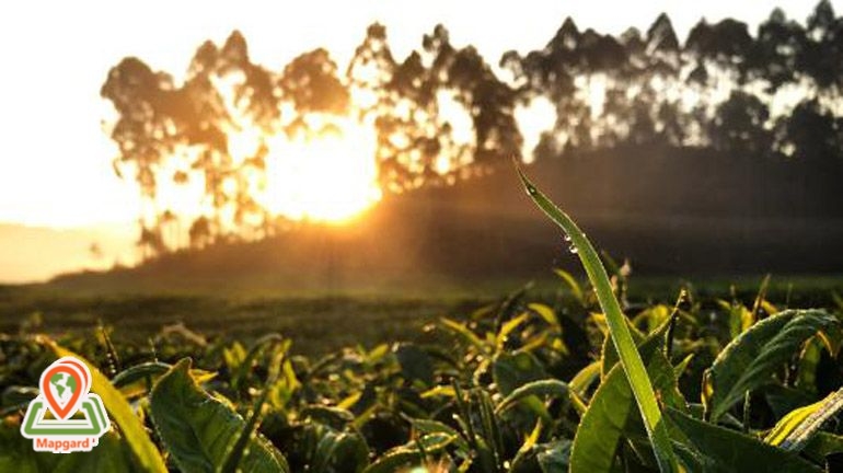 تصویر انعکاس نور خورشید در شبنم توسط آیفون 7 پلاس (iPhone 7 Plus)