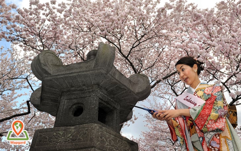 برگزاری فستیوال شکوفه های گیلاس به عهده چه کسی است؟