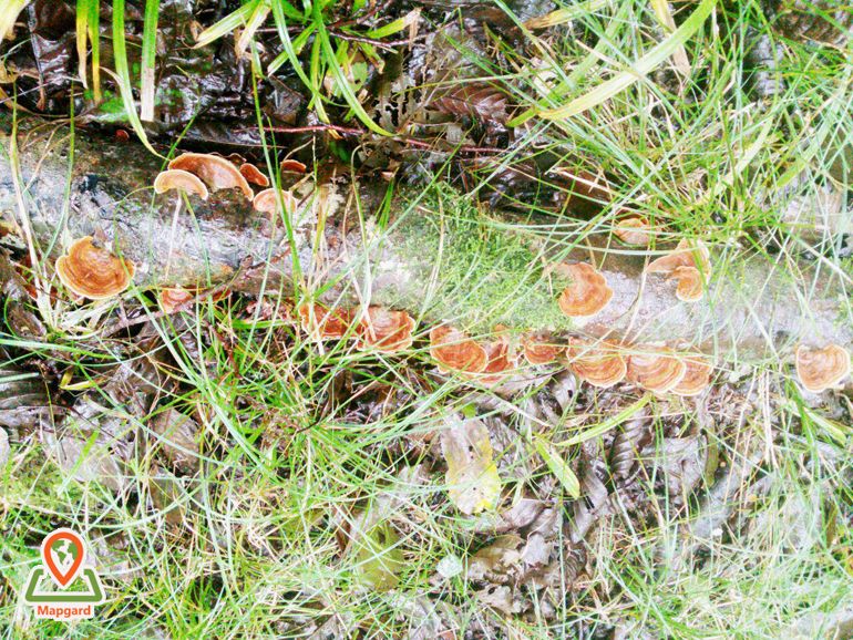 قارچ های جنگلی های خلخال