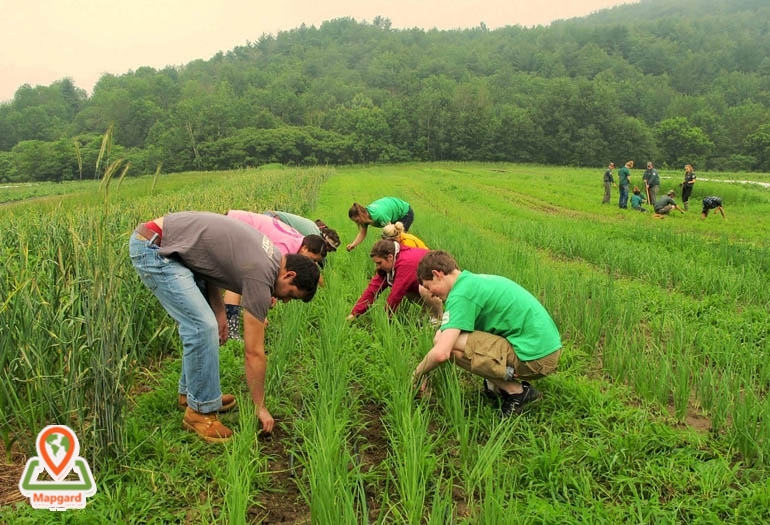 کار در مزرعه