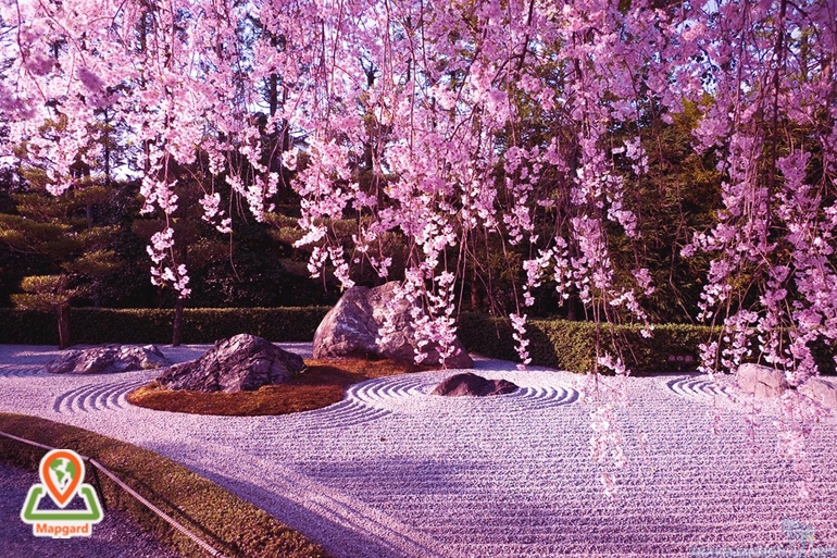 مراقبت از درختان گیلاس ژاپنی به عهده چه کسی است؟