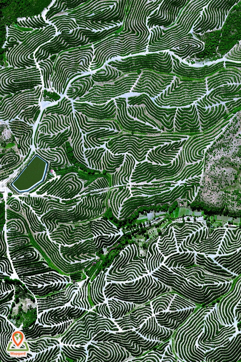 باغ های میوه (Fruit Orchards)، هیولوا (Huelva)