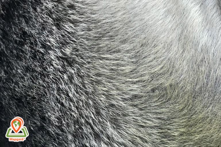 خزهای ظریف و پر از جزییات گوریل پشت نقره ای که با آیفون 7 پلاس (iPhone 7 Plus) و با اپتیکال زوم 2x گرفته شده است