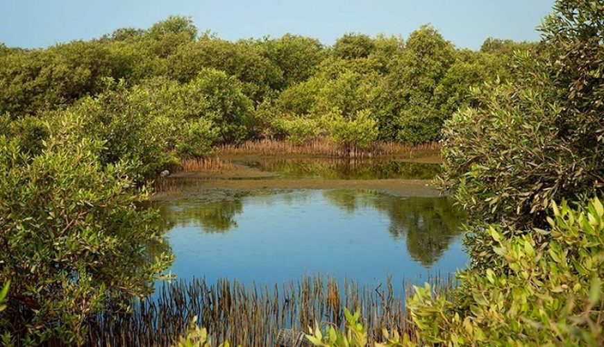 جنگل های حرا | جنگل های شناور ایران