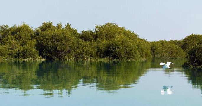 جنگل های حرا در چه مناطقی دیده می شوند جنگل های حرا در چه مناطقی دیده می شوند